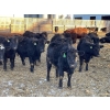 Image 2 : Drew Bayes - 650# Jan/Feb Delivery Heifers - 85 Head (Trochu, AB)