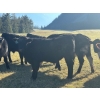 Image 5 : 20X Ranch Ltd. - 570# November Delivery Heifer Calves - 105 Head (Hedley, BC)