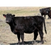 Image 10 : Cross Coulee Ranching - 630# May Delivery Heifers - 80 Head (Duchess, AB)