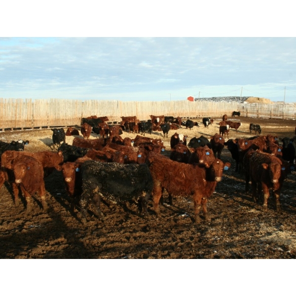 Barfus Farms - 800# March Weaned Steers - 159 Head (Raymond, AB)