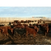 Image 1 : Barfus Farms - 800# March Weaned Steers - 159 Head (Raymond, AB)