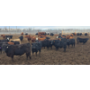 Image 6 : South Island Farms - 900# March Delivery Steers - 135 Head (Bow Island, AB)