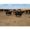 Image 4 : Lakeview Cattle Co.  - 825# Sept/Oct Delivery Heifers - 144 Head (Rhein, SK)