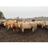 Image 3 : French's Farm - 1025# October Delivery Steers - 180 Head (Kelwood, MB)