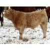 Image 7 : Terry Sliworsky - 710# November Delivery Steer Calves - 178 Head (Meadow Portage, MB)