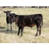 Image 9 : R&W Cattle Co. (Regan & Whitney Curry) - 490# Steer Calves - 120 Head (Sunnynook, AB) VBP+