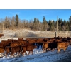 Image 5 : CL Ranches Ltd. - 500# December Weaned Heifers - 110 Head (Cochrane, AB) VBP+