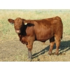 Image 10 : Leonard Lundquist & Andrew Ranching - 650# Steer Calves - 95 Head (Rolling Hills, AB)