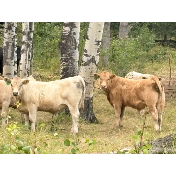 Lowe Ranches - 725# September Delivery Steer Calves - 85 Head (Nanton, AB)