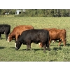 Image 5 : Garth & Theresa Kauppi - 1050# September Delivery Grass Heifers - 27 Head (Eckville, AB)