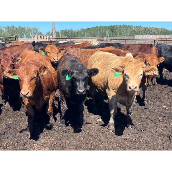 Lenny Brubacher - 1165# July Delivery Steers - 104 Head (Winnipegosis, MB)