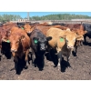 Image 1 : Lenny Brubacher - 1165# July Delivery Steers - 104 Head (Winnipegosis, MB)
