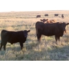 Image 5 : Coteau Ranch - 560# November Delivery Steer Calves - 220 Head (Kisbey, SK)