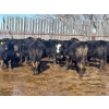 Image 7 : Wade Fewings - 880# March/April Delivery Steers - 68 Head (Pierson, MB) VBP+