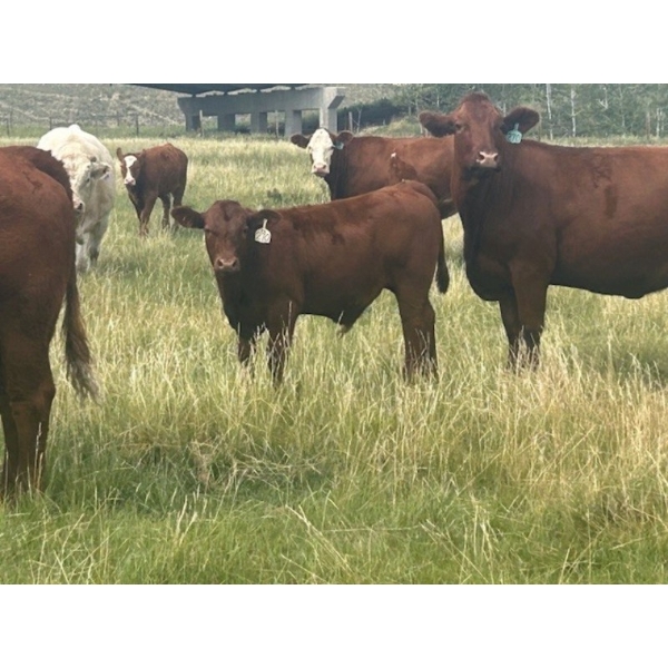 Three Hills Colony - 680# October Delivery Steer Calves - 175 Head (Three Hills, AB)