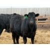 Image 5 : Justin Tateson - 925# March Delivery Steers - 70 Head (Scandia, AB)