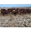 Image 6 : Raymond Land & Cattle - 910# March Weaned Steers - 138 Head (Hazenmore, SK)