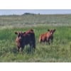 Image 8 : Lee Deschamps - 560# October Delivery Steer Calves - 40 Head (Patricia, AB)