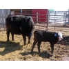Image 11 : Leib Farm & Ranch Ltd. - 20 Black Angus/Black Angus X Pairs (Southey, SK)