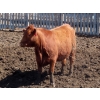 Image 10 : Mebs Ranch - 850# May Delivery Heifers - 36 Head (Broadview, SK) VBP+