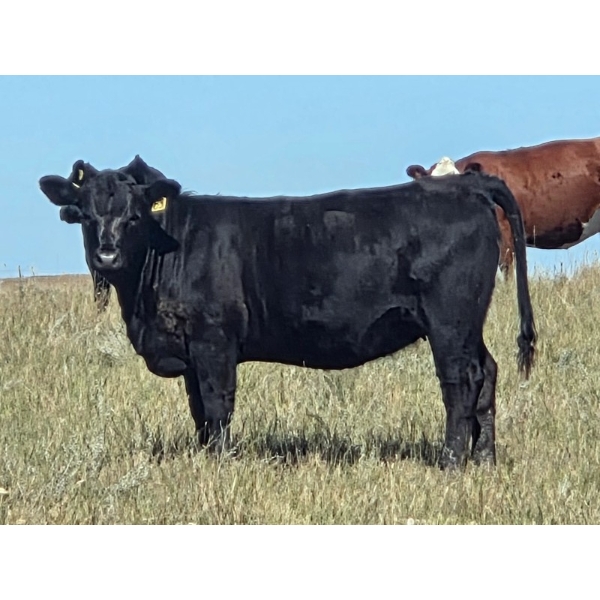 Dalbey Farms - 620# October Delivery Heifer Calves - 55 Head (Dalum, AB)