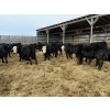 Image 3 : Kristjanson Farms - 790# February Delivery Steers - 35 Head (Foam Lake, SK)