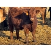 Image 4 : Nathan Allers - 800# March Delivery Heifers - 230 Head (Daysland, AB)