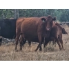 Image 6 : Seven O Ranches - 625# Steer Calves - 100 Head (Kamloops, BC)