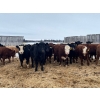 Image 3 : Hines Ranching - 875# February Delivery Yearling Steers - 70 Head (Marwayne, AB)