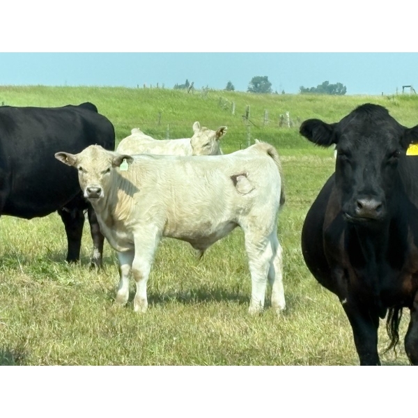 Cluny Colony - 680# October Delivery Steer Calves - 70 Head (Cluny, AB)