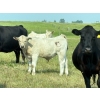 Image 1 : Cluny Colony - 680# October Delivery Steer Calves - 70 Head (Cluny, AB)