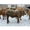 Image 5 : Strickland Farms - 825# February Delivery Steers - 66 Head (Corrine, SK)