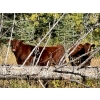 Image 9 : Meyer Cattle Inc. - 680# Weaned Steers - 90 Head (Lethbridge, AB)