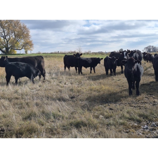 Tim & Gary McCannell - 725# November Delivery Steer Calves - 150 Head (Pierson, MB)