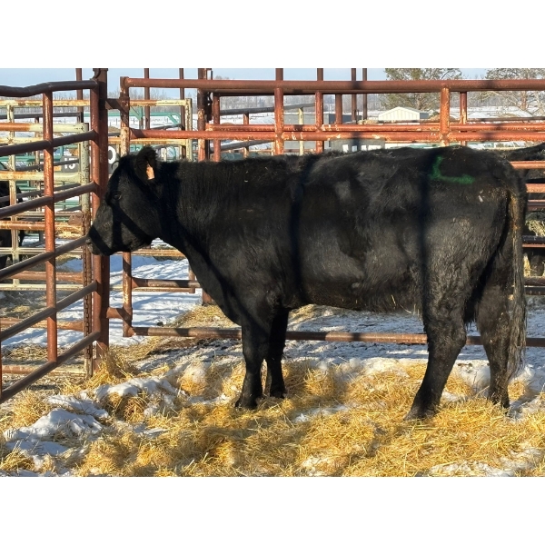 Red Deer Feeder Association Ltd. - 1 Mature Cow (Pen 145)