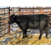 Image 1 : Red Deer Feeder Association Ltd. - 1 Mature Cow (Pen 145)