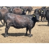 Image 6 : Lone Star Cattle Co. - 980# June Delivery Heifers - 260 Head (Strathmore, AB)
