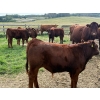 Image 6 : Munro Ranchin 569# October Delivery Steer Calves - 80 Head (Cochrane, AB)