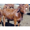 Image 7 : PSV Farms Ltd. - 830# July Delivery Heifers - 136 Head (Enchant, AB)