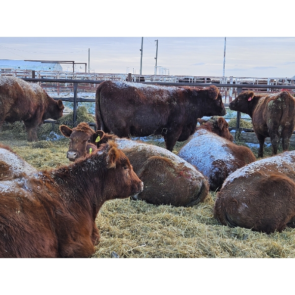 Count Ridge Stock Farms - 5 Red Heifers (Pen 520)