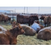 Image 1 : Count Ridge Stock Farms - 5 Red Heifers (Pen 520)