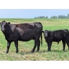 Image 6 : Dana Boothby - 550# October Delivery Steer Calves - 110 Head (Cochrane, AB)