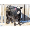 Image 5 : CDA Farms Ltd. - 900# February Delivery Steers - 50 Head (Lemberg, SK)