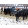 Image 8 : Raymore Farming Co. - 519# December Weaned Steers - 64 Head (Raymore, SK)