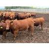 Image 13 : French's Farm - 1025# October Delivery Steers - 180 Head (Kelwood, MB)