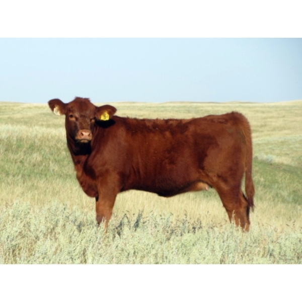 Evans Family (Gary, Carla & Keith) - 570# November Delivery Heifer Calves - 85 Head (Bassano, AB)