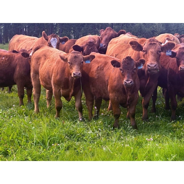 Mullen Land & Cattle Co. - 760# September Delivery Steer Calves - 80 Head (Peers, AB)