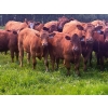 Image 1 : Mullen Land & Cattle Co. - 760# September Delivery Steer Calves - 80 Head (Peers, AB)