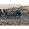 Image 8 : Cromer Cattle Company Inc. - 940# September Delivery Heifers - 64 Head (Cromer, MB)