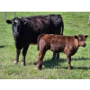 Image 10 : Allan & Janet Nameth - 600# November Delivery Steer Calves - 95 Head (Cupar, SK) VBP+